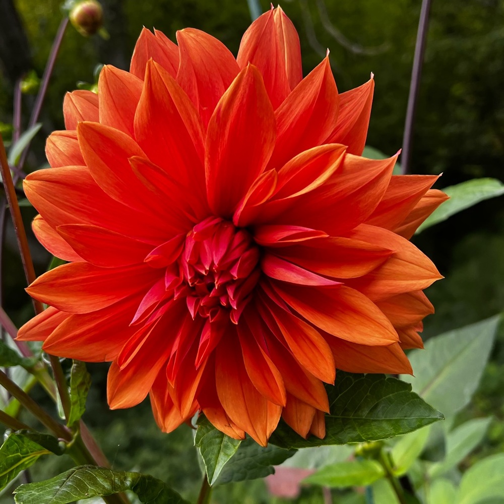 Dahlia Orange Spectacle.